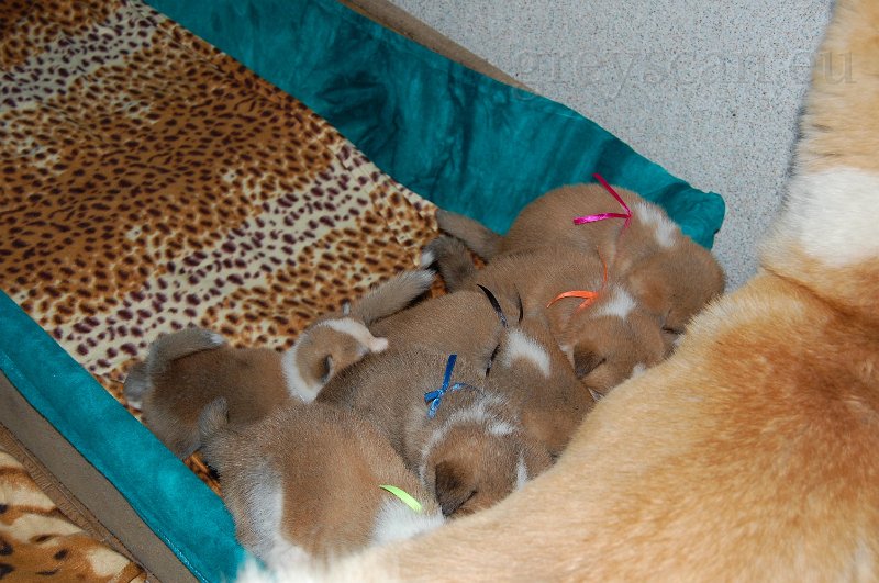 13 kde jsou ty cecíky.jpg